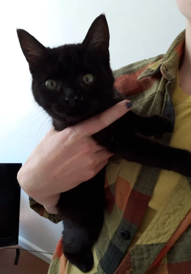 Lost cat in Cincinnati, OH, 45218