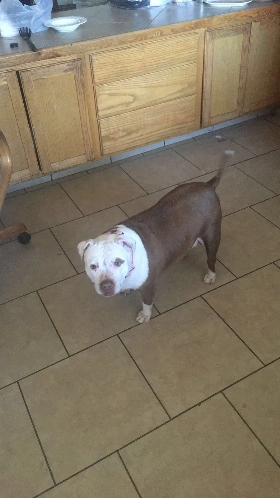 Lost dog in Mesa, AZ, 85204