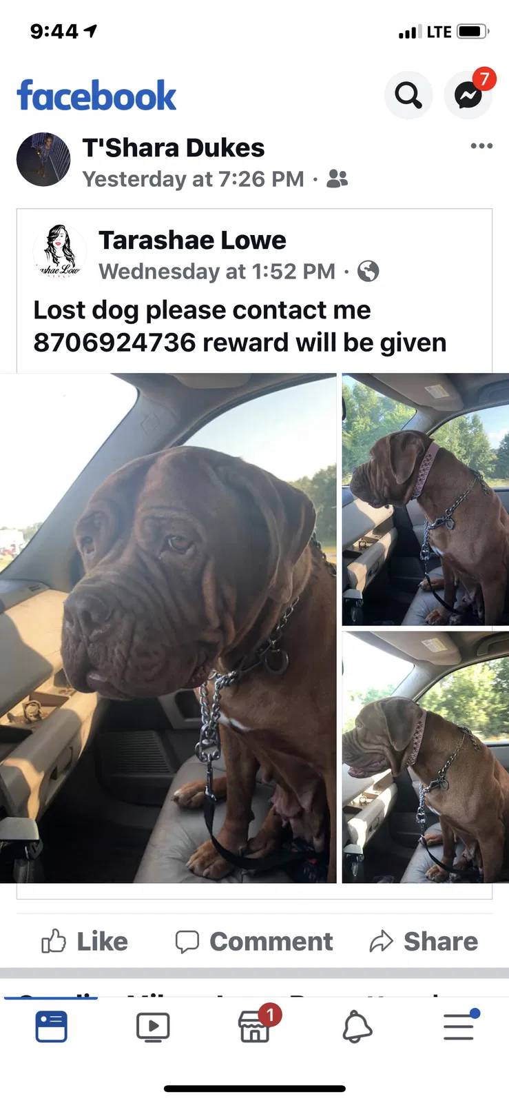 Lost dog in Little Rock, AR, 72204