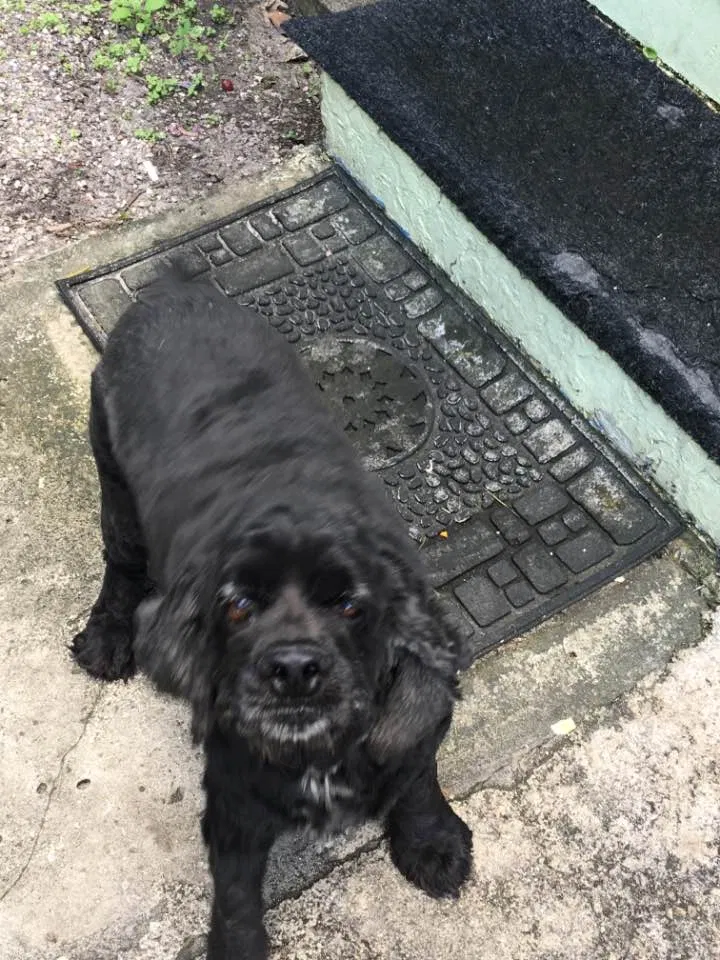 Lost dog in Lake Worth, FL, 33461