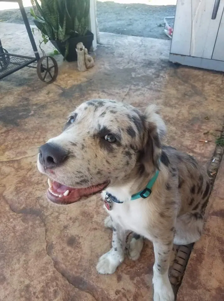 Lost dog in Cape Coral, FL, 33993