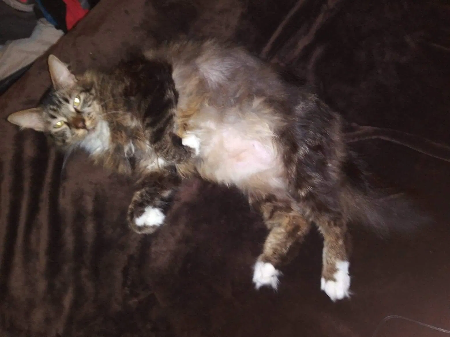 Lost cat in Wills Point, TX, 75169