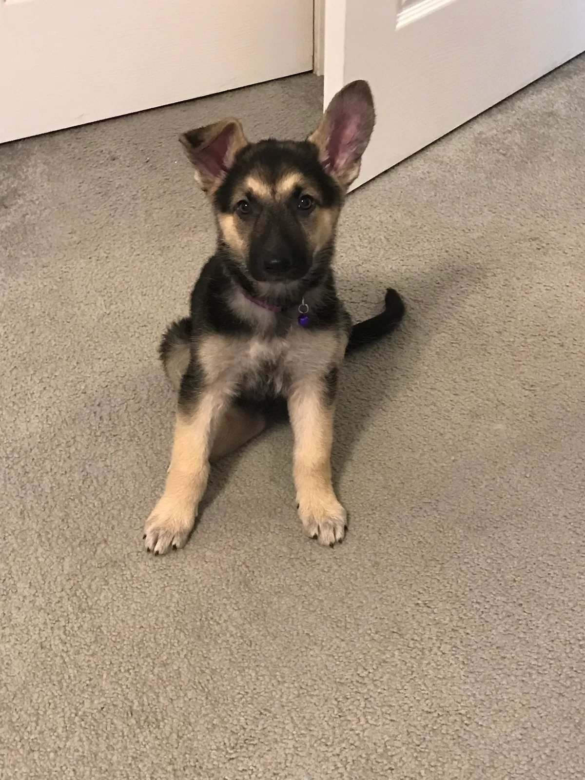 Lost dog in Springdale, AR, 72762