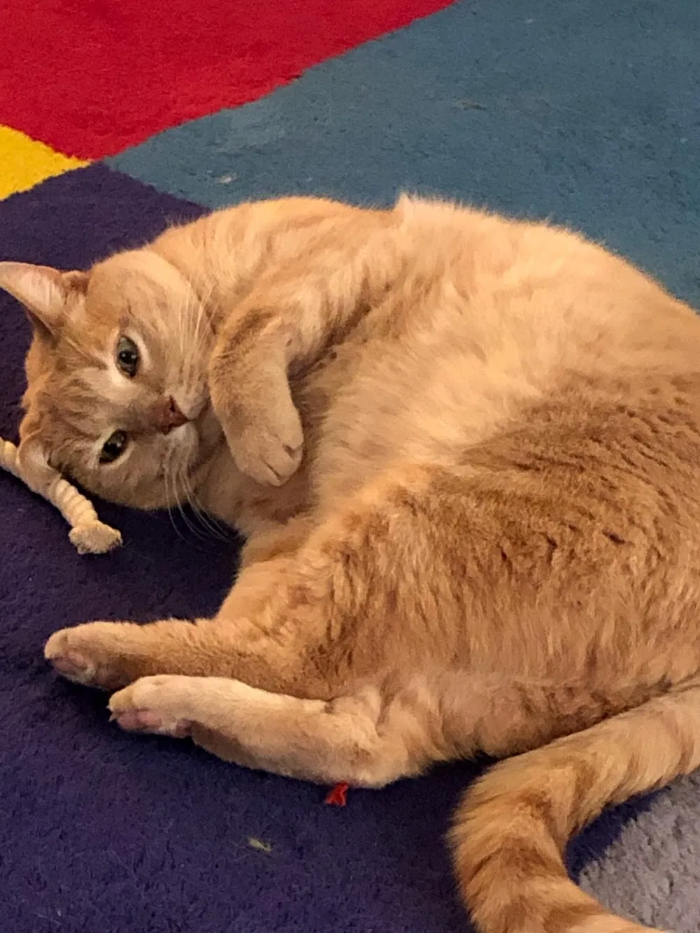 Lost cat in Henrico, VA, 23238