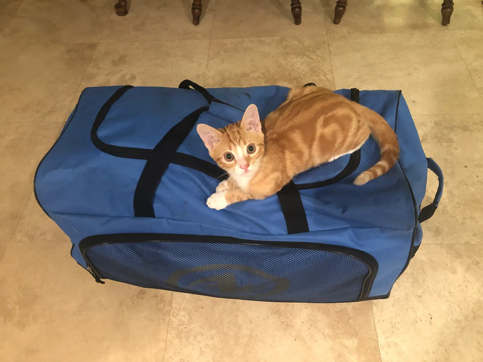 Lost cat in Battleboro, NC, 27809