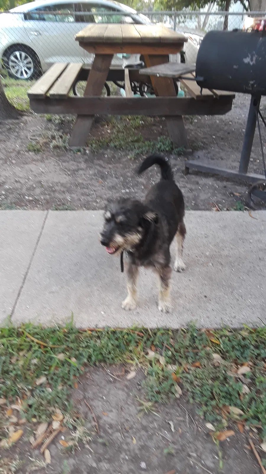 Lost dog in Corpus Christi, TX, 78416