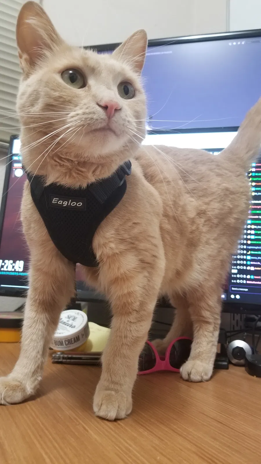Lost cat in Puyallup, WA, 98372