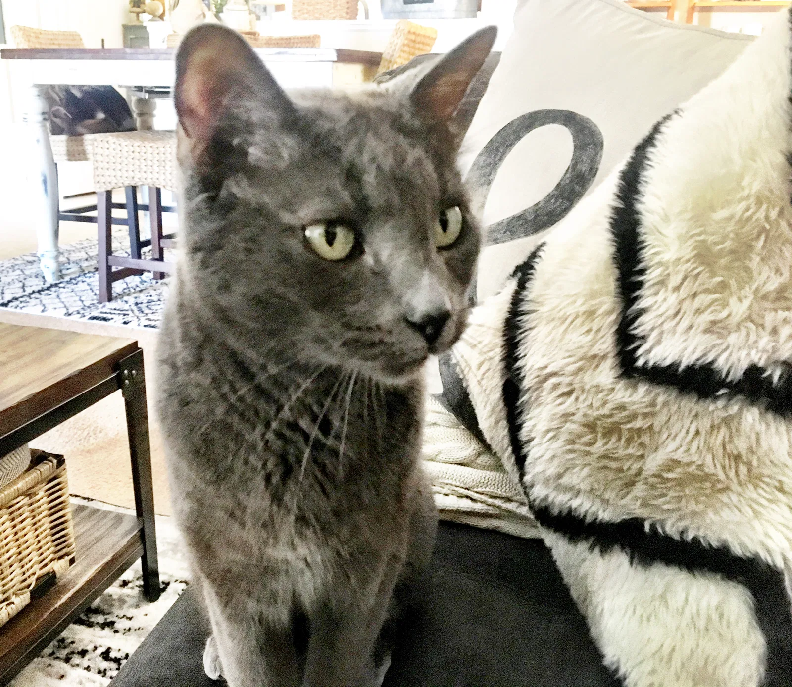 Lost cat in Colorado Springs, CO, 80909