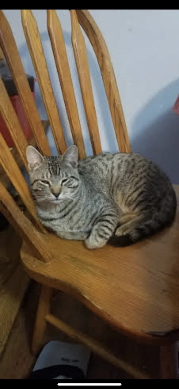 Lost cat in Lone Tree, CO, 80124