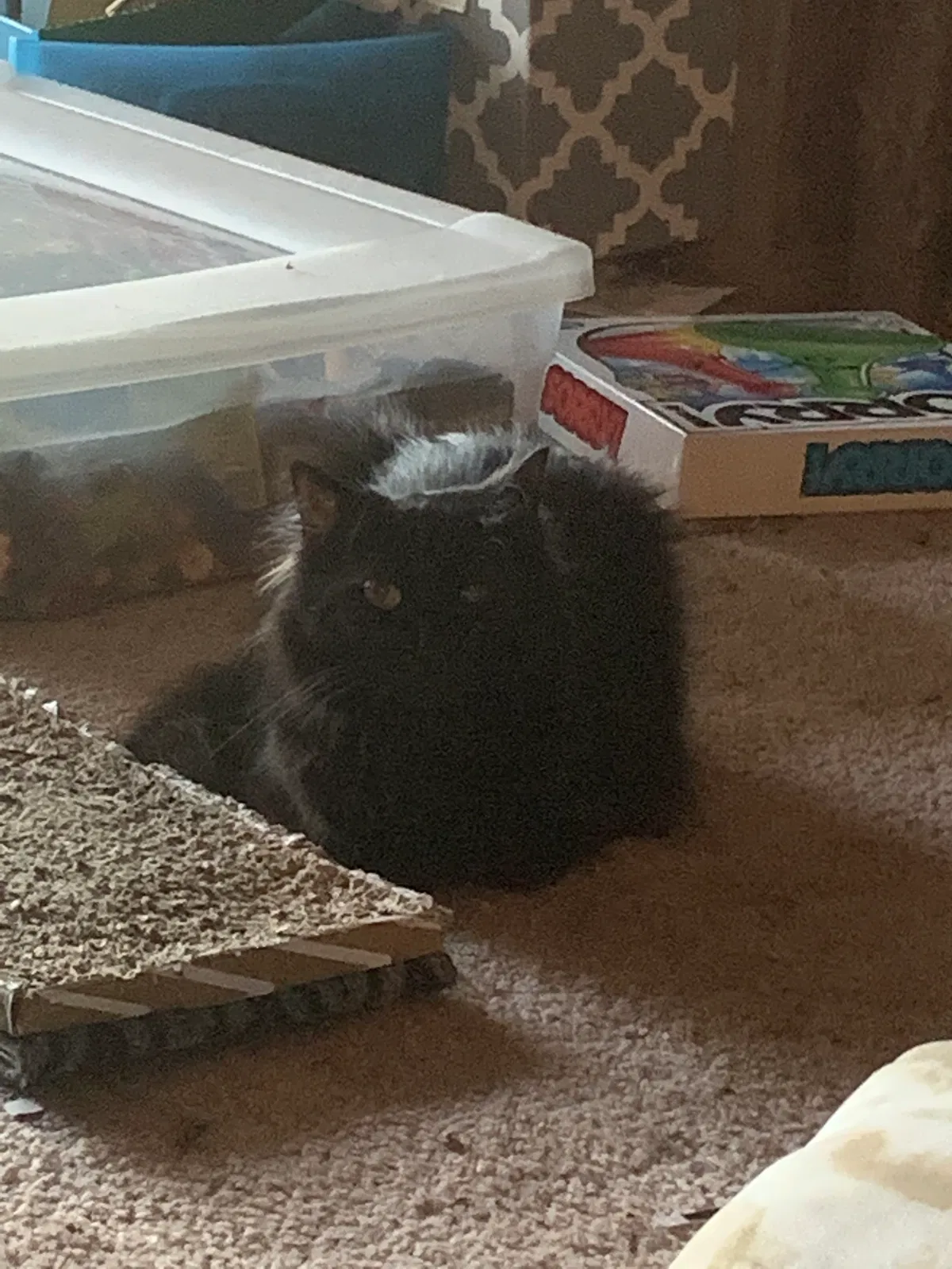 Lost cat in Taylor, MI, 48180