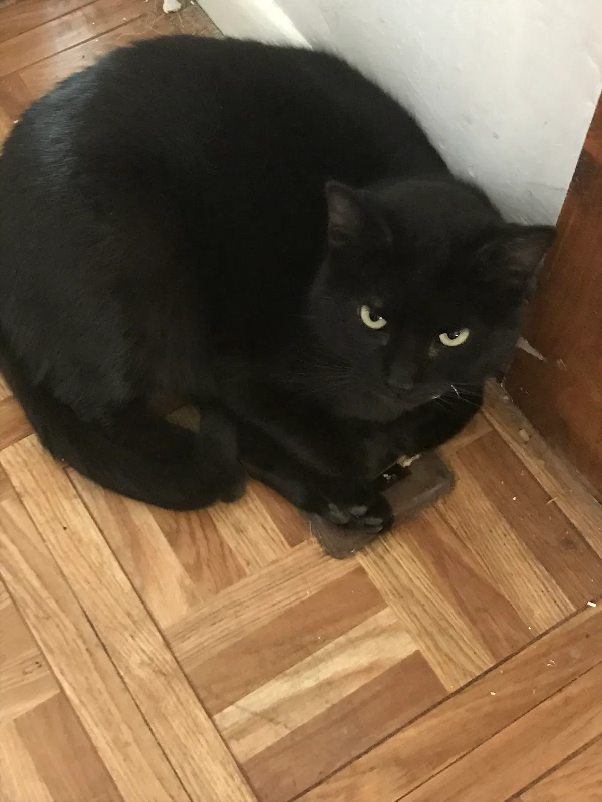 Lost cat in Broomfield, CO, 80020