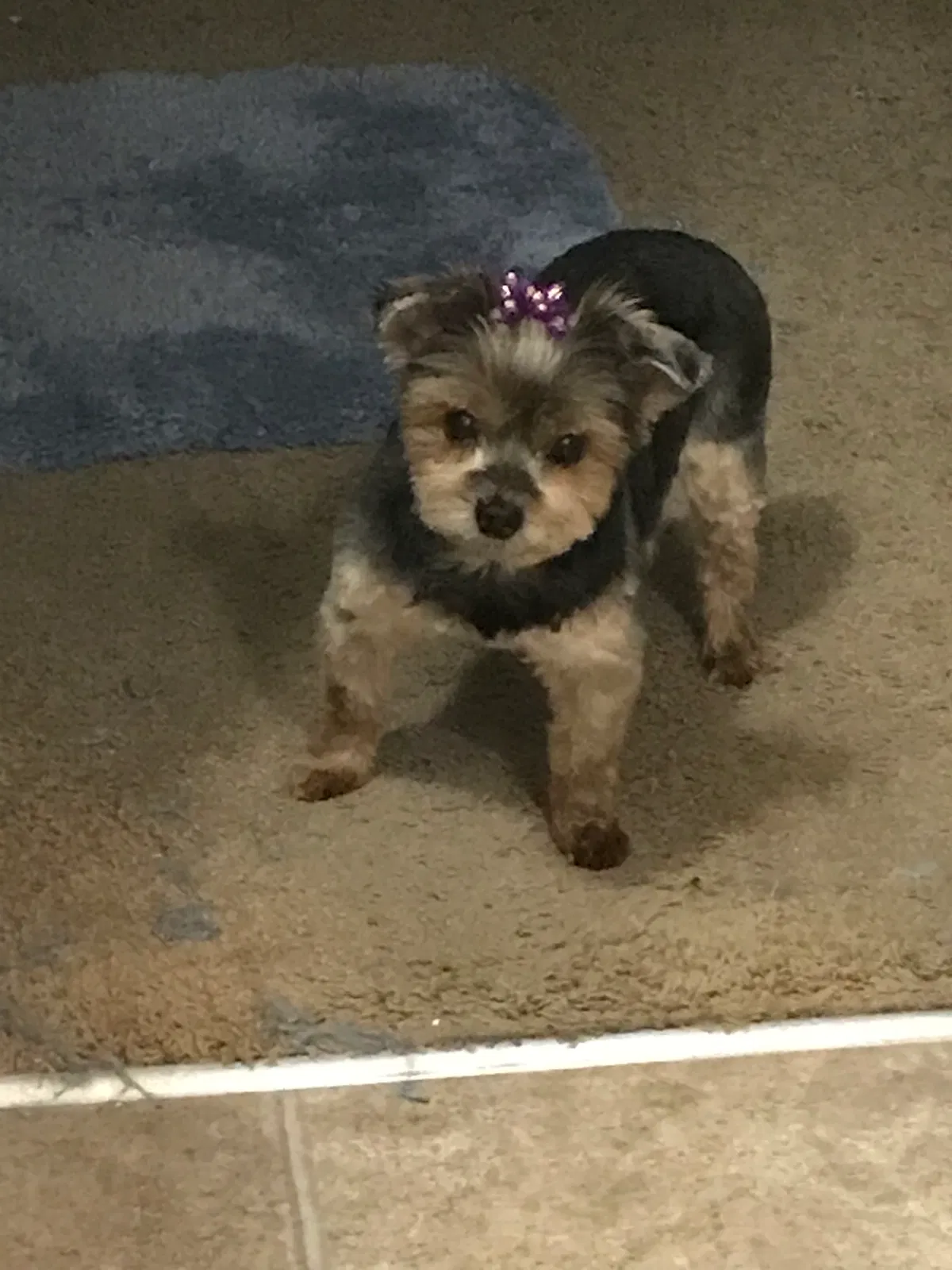 Lost dog in Pensacola, FL, 32503
