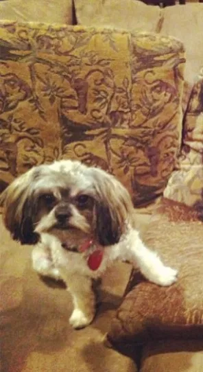 Lost dog in Maumelle, AR, 72113