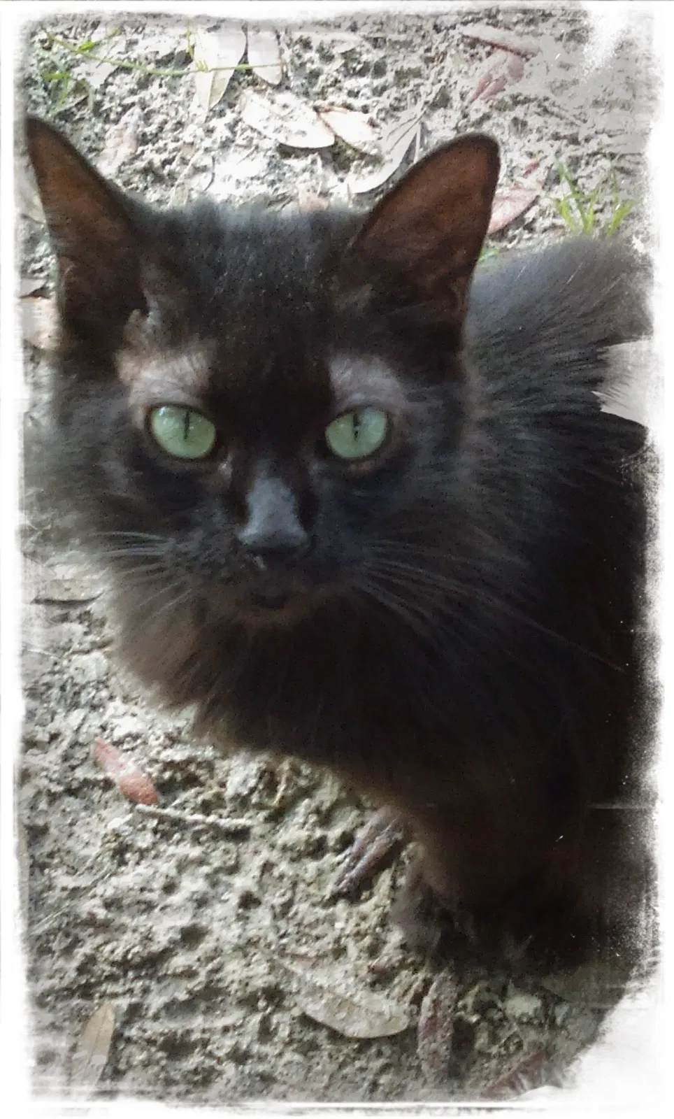 Lost cat in Spring Hill, FL, 34609
