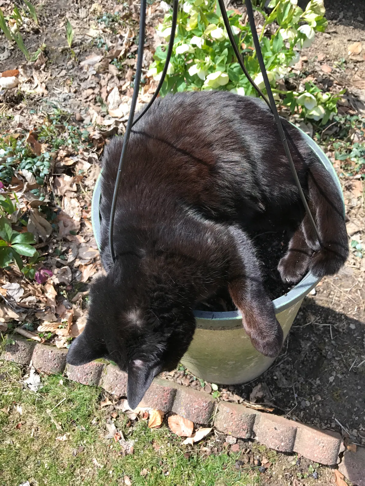 Lost cat in Westerville, OH, 43081