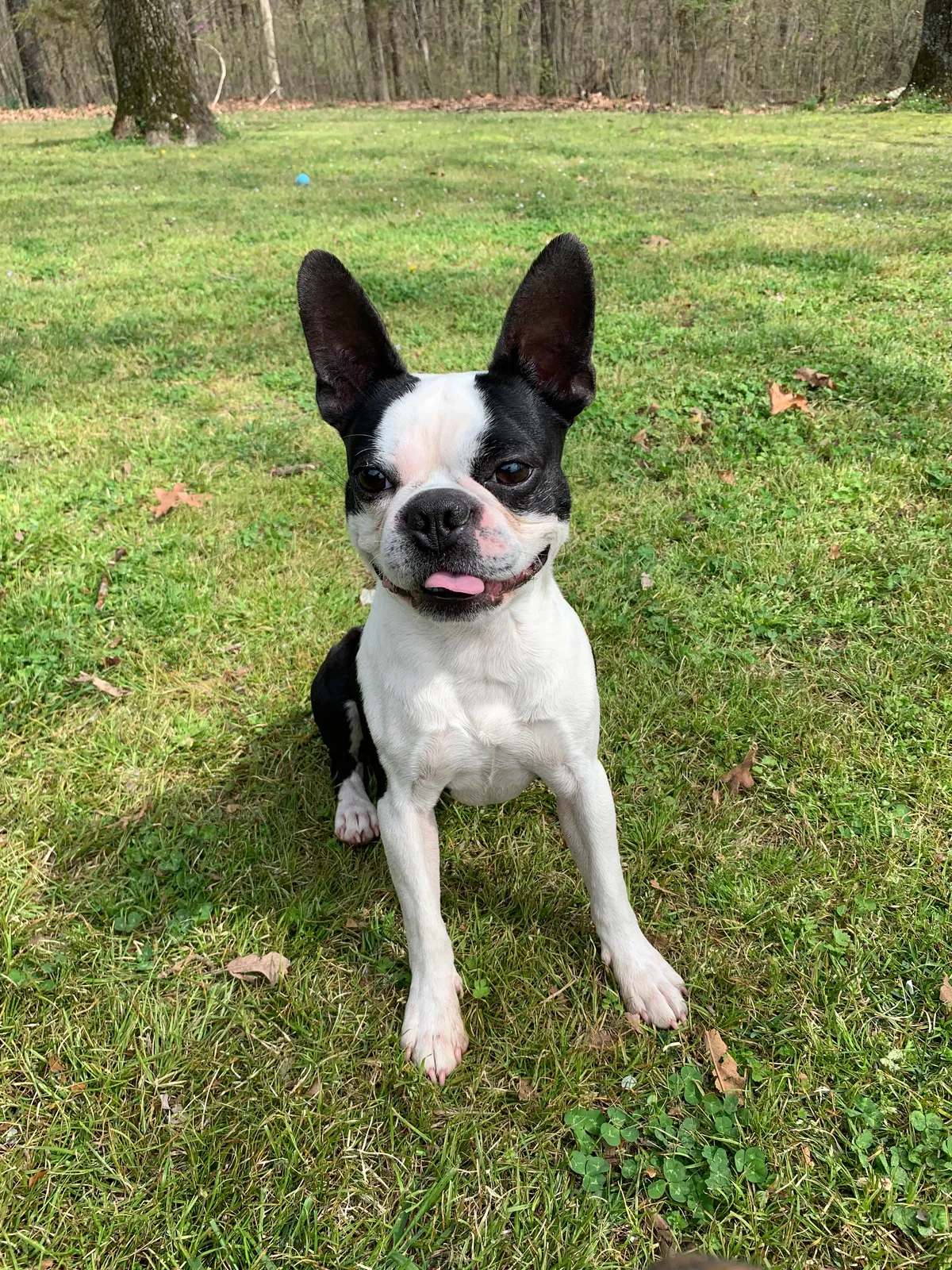 Lost dog in Tahlequah, OK, 74464