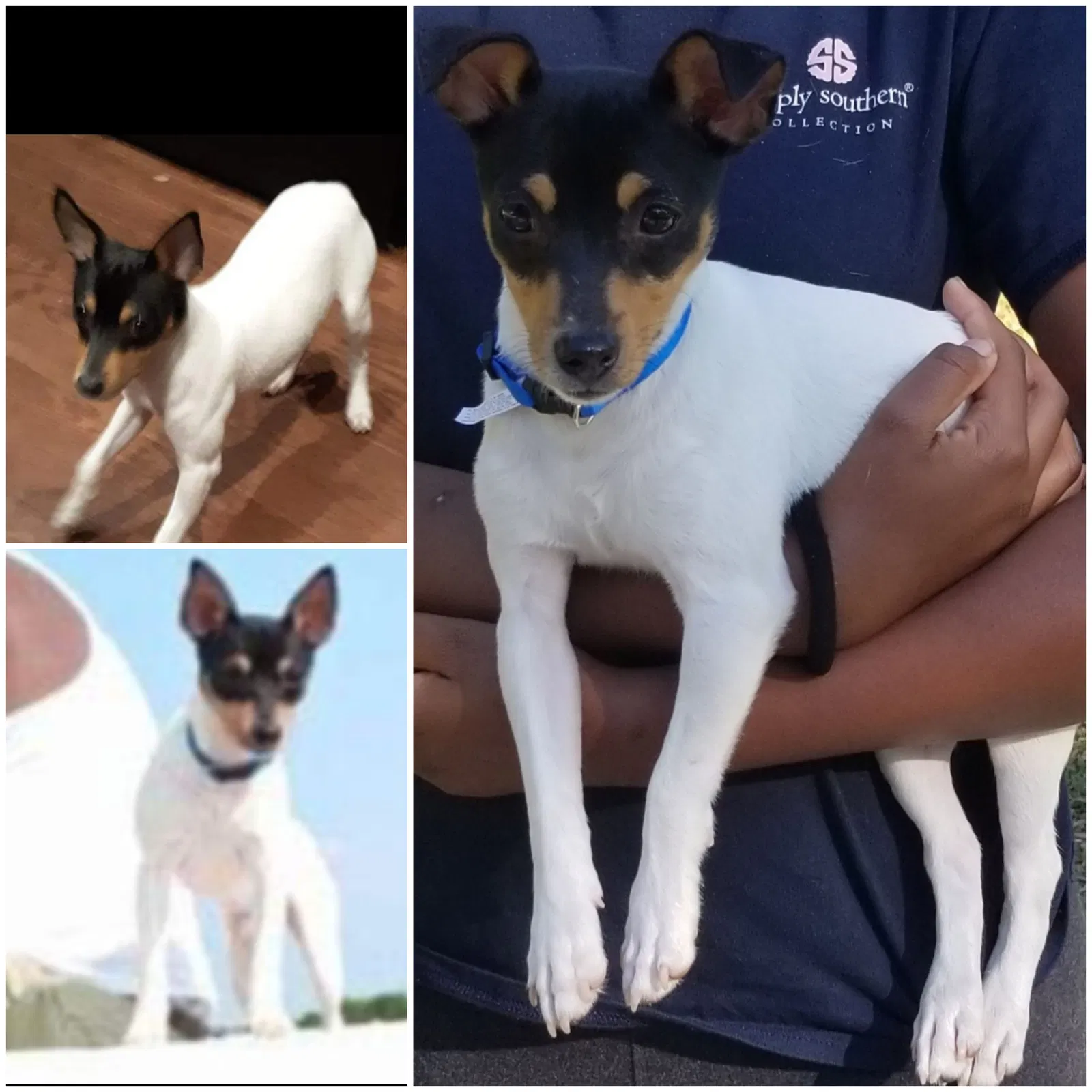 Lost dog in Hollywood, SC, 29449