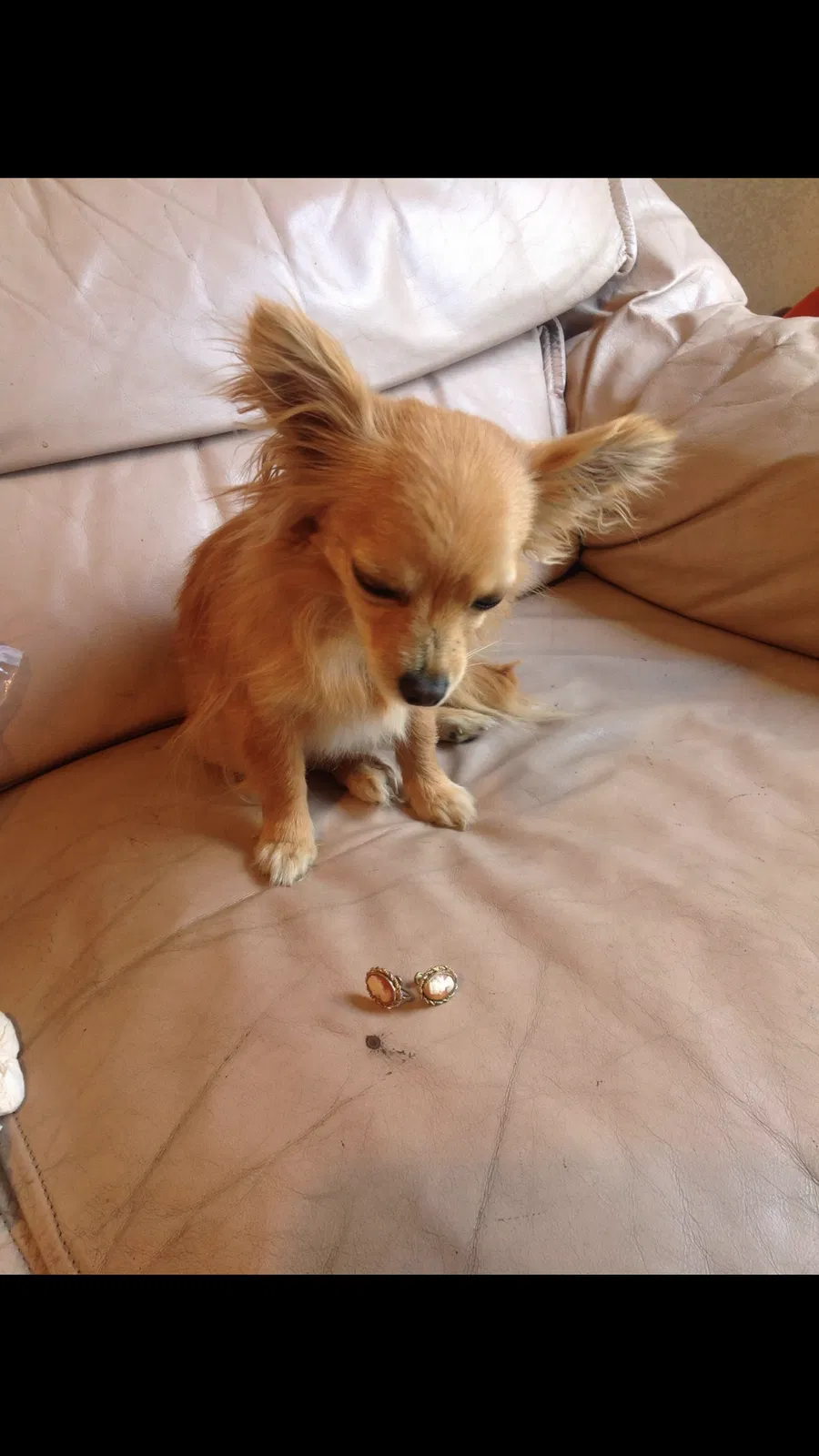 Lost dog in Fresno, CA, 93723