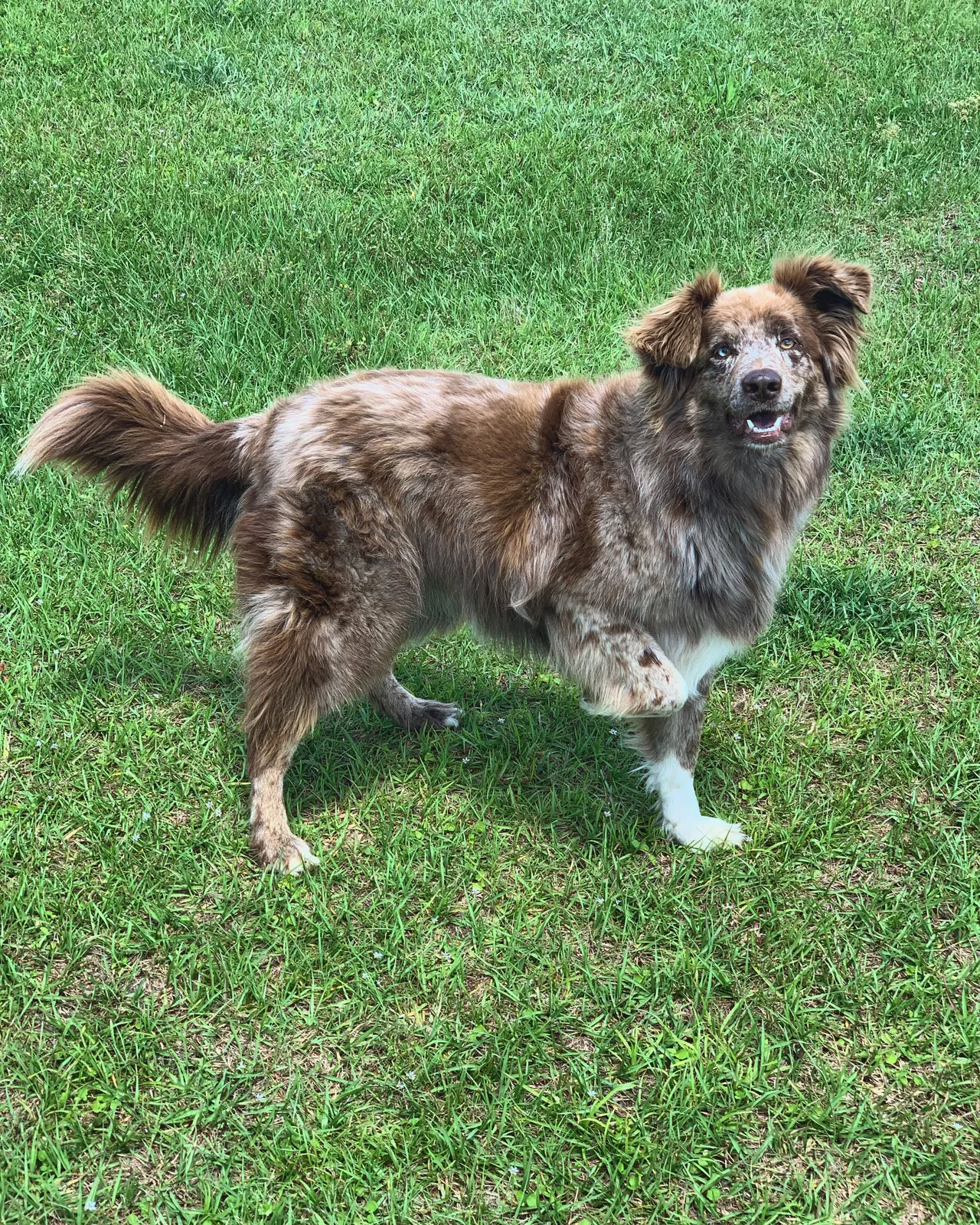 Lost dog in Unknown, AL, 37
