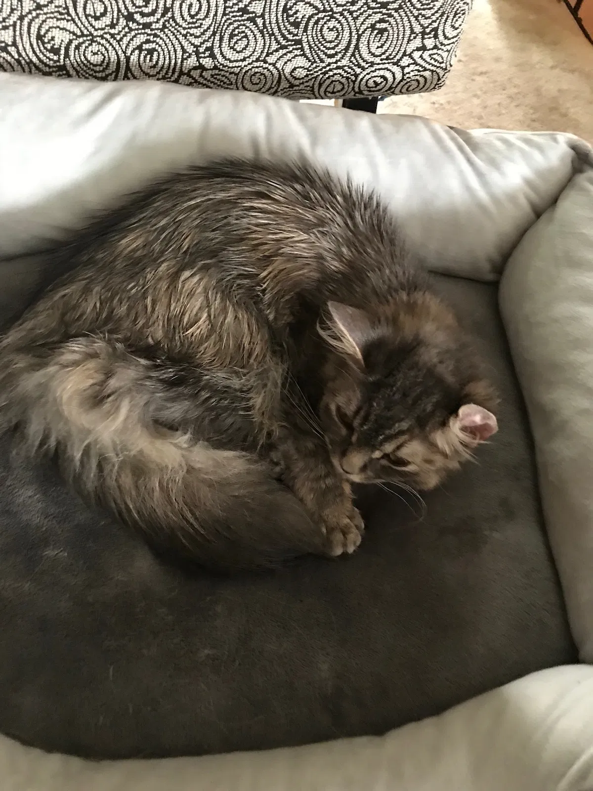 Lost cat in Reston, VA, 20191