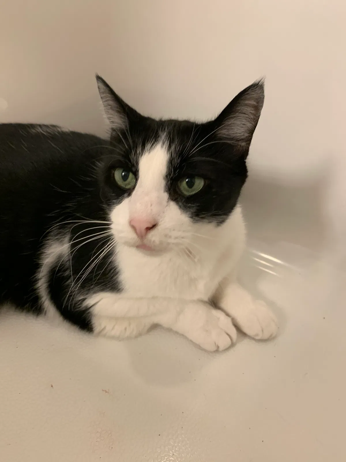 Lost cat in Sanford, FL, 32771