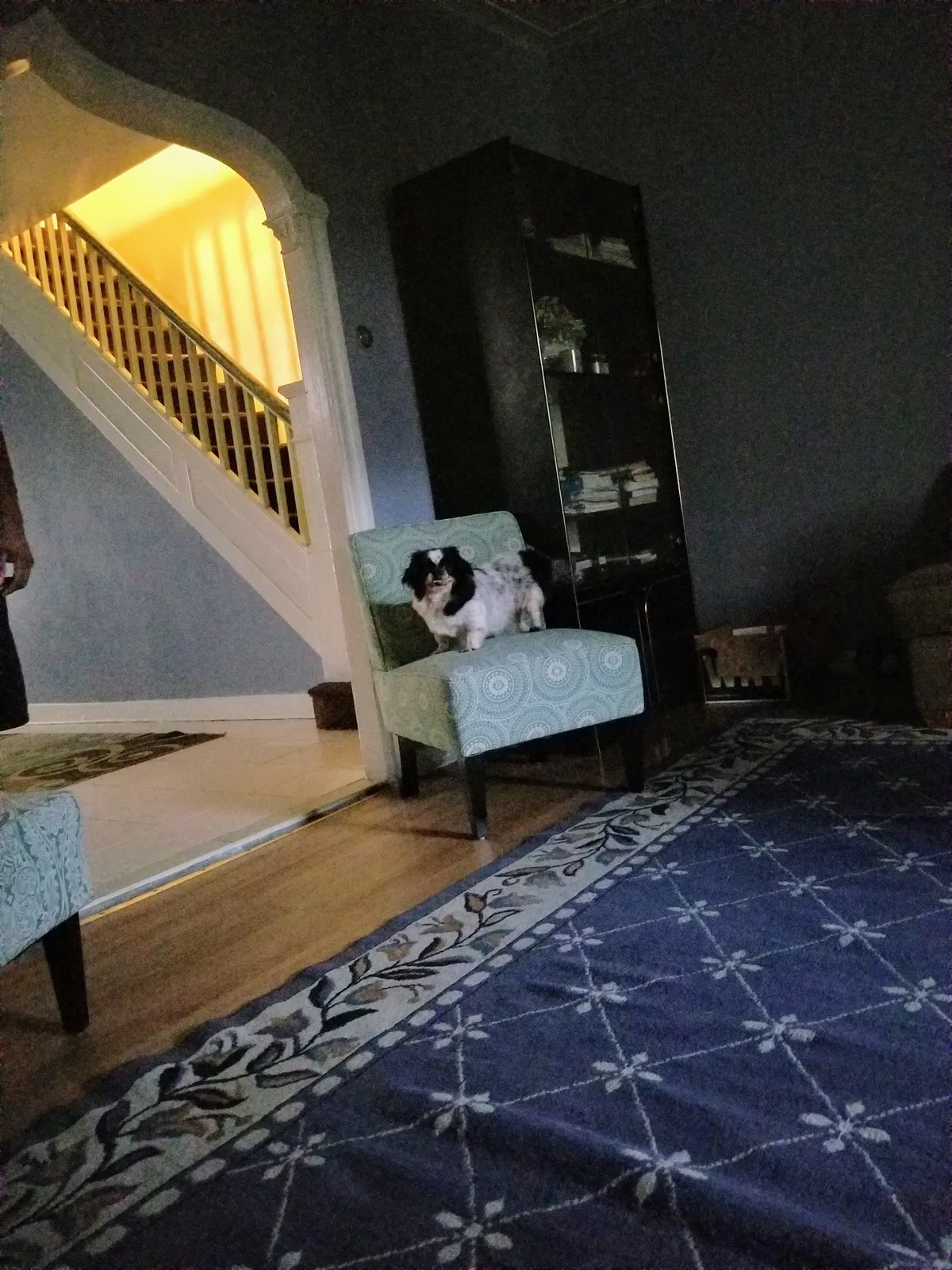 Lost dog in Brooklyn, NY, 11226