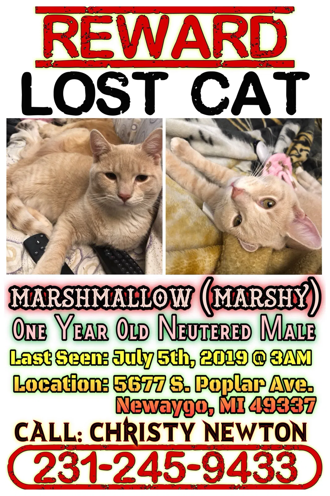 Lost cat in Newaygo, MI, 49337