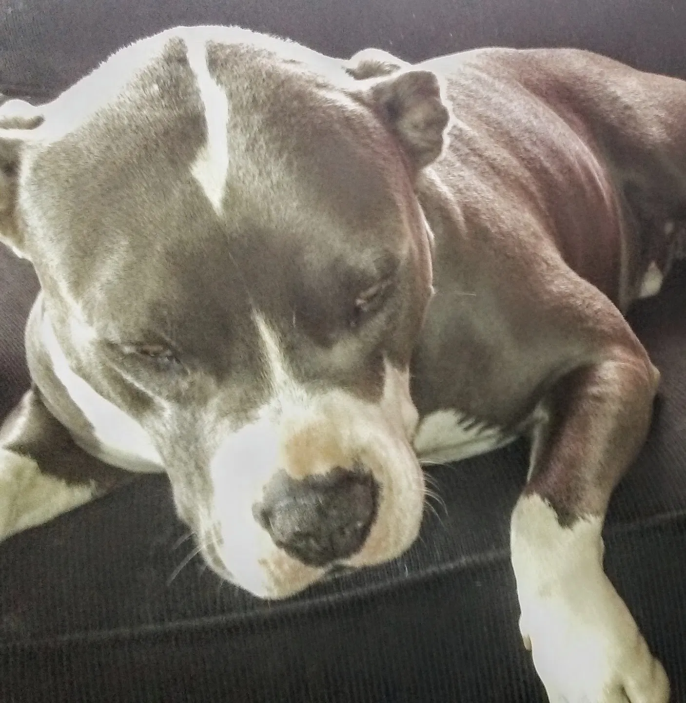 Lost dog in Morgan Hill, CA, 95037