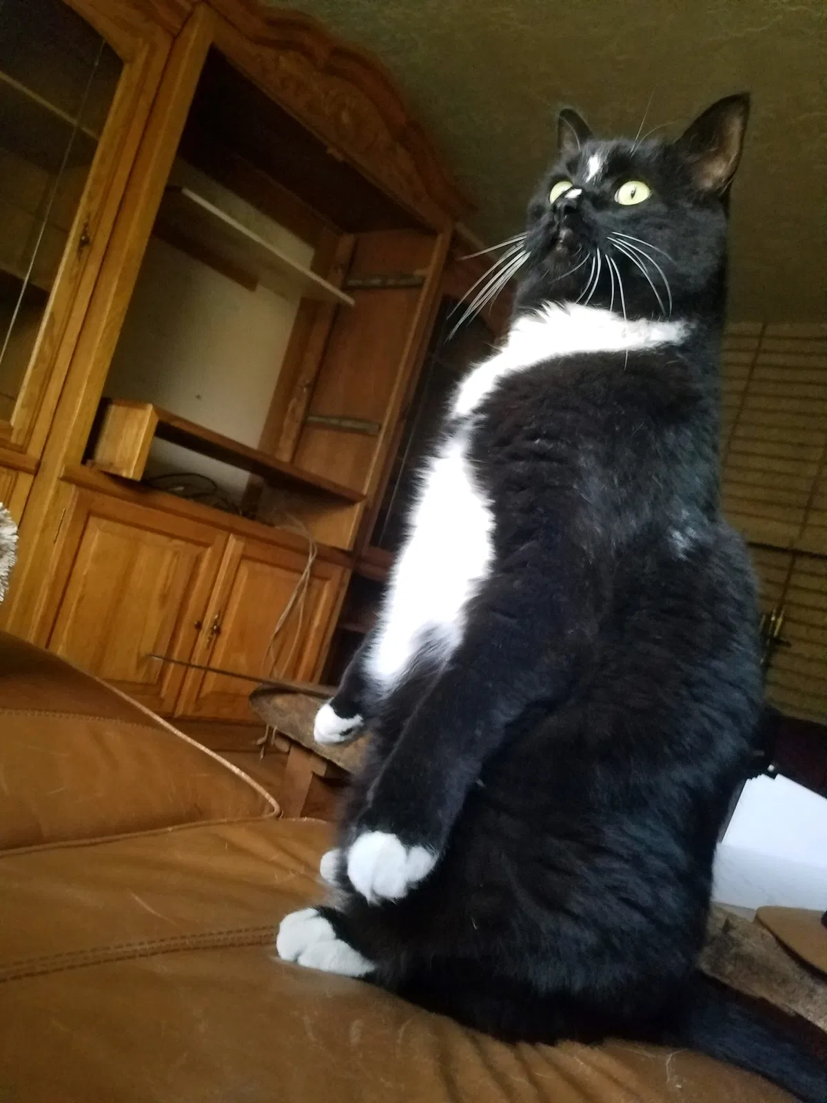 Lost cat in Salt Lake City, UT, 84121