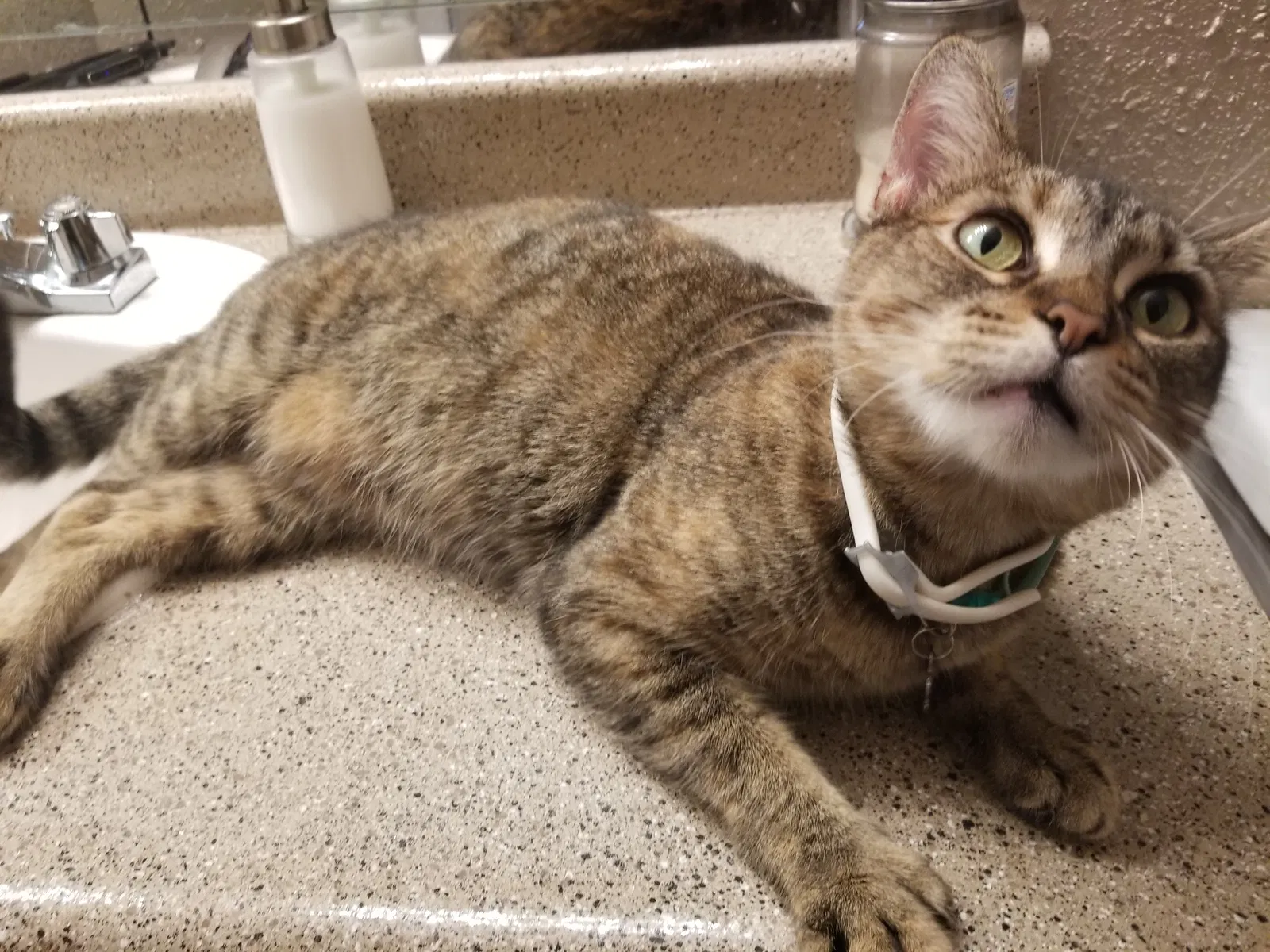 Lost cat in Lumberton, TX, 77657