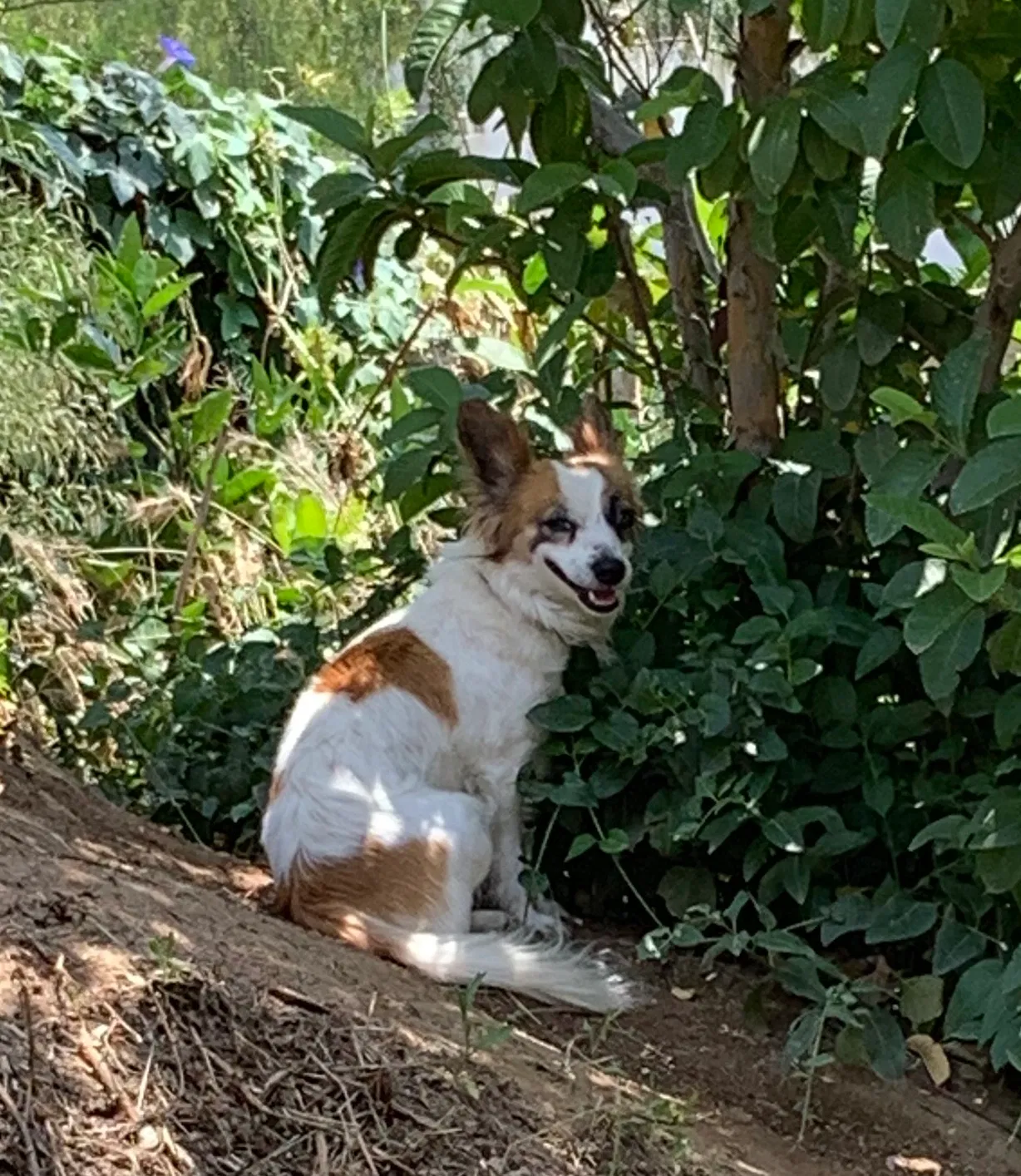 Lost dog in Rialto, CA, 92376