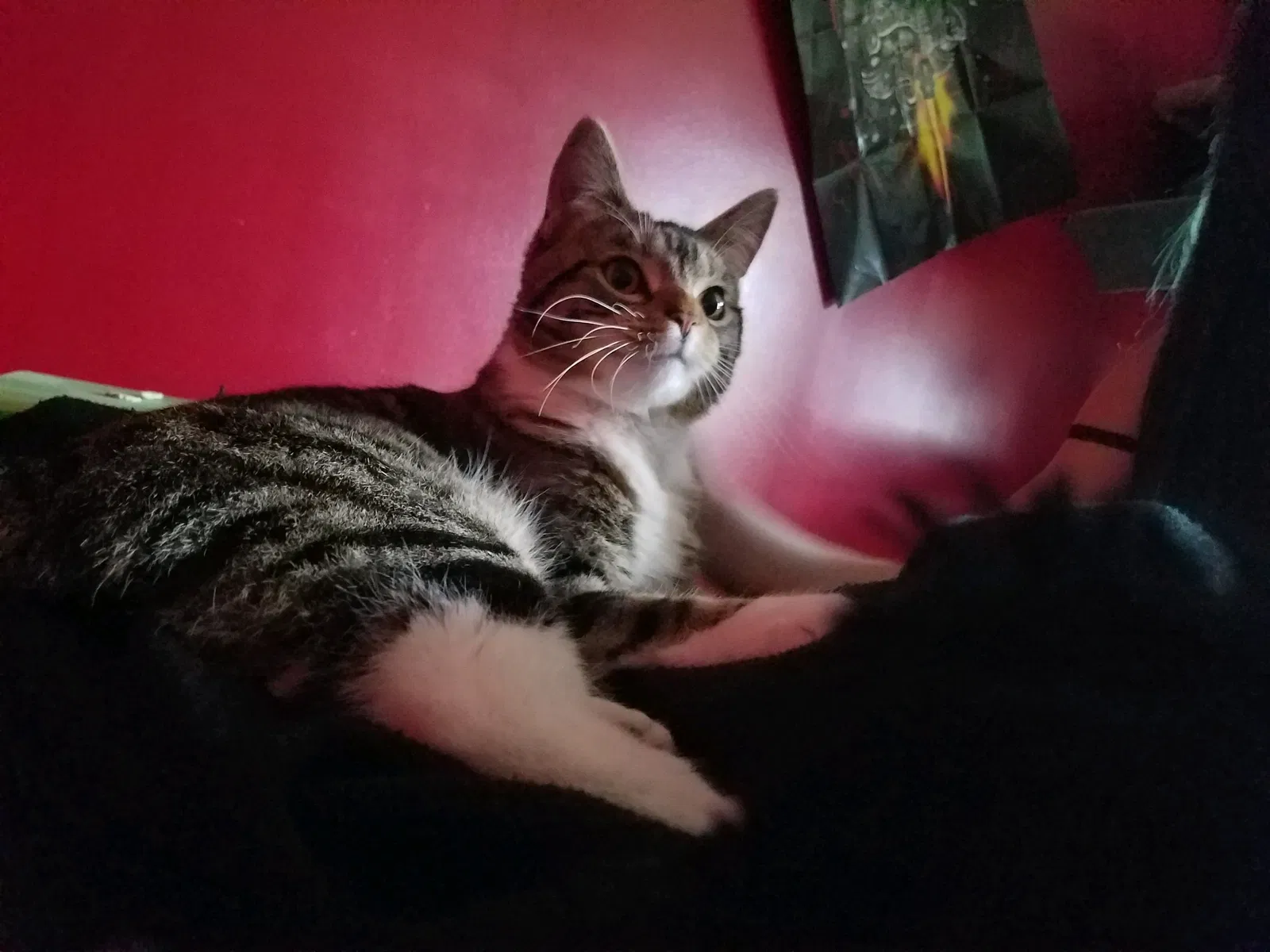 Lost cat in Salt Lake City, UT, 84121