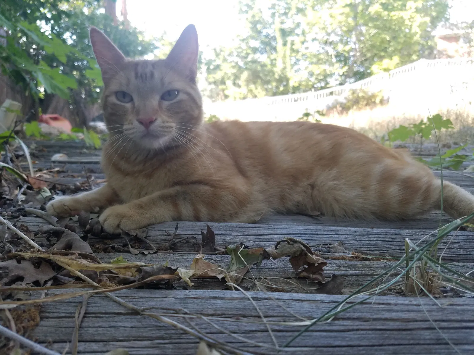 Lost cat in Salt Lake City, UT, 84121