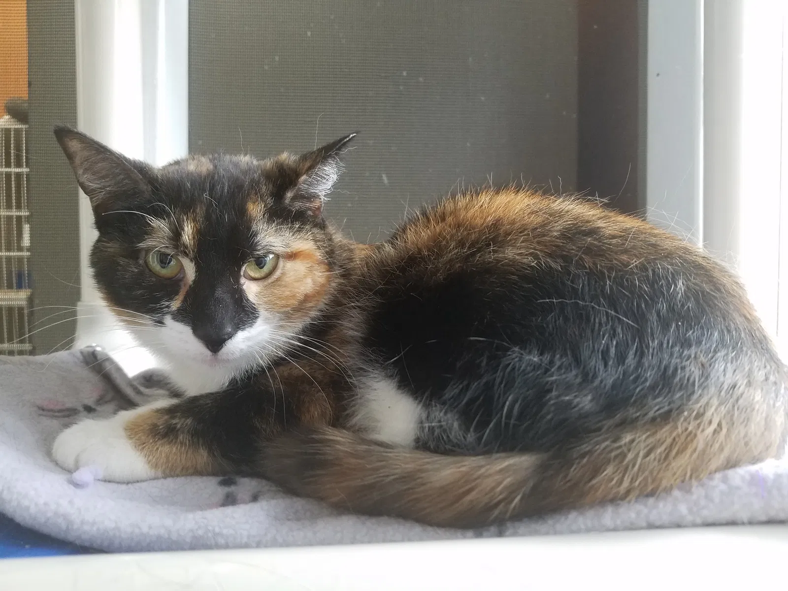 Lost cat in Crown Point, IN, 46307