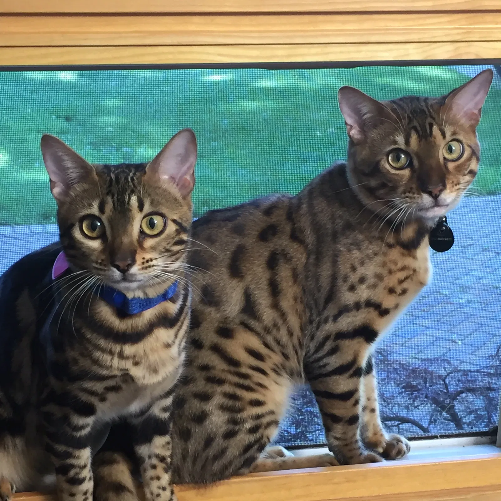 Lost cat in Crystal Lake, IL, 60012