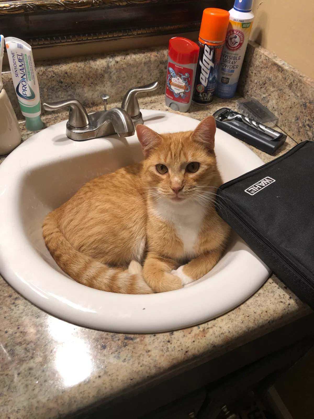Lost cat in Pinson, AL, 35126