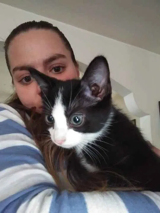 Lost cat in Columbus, OH, 43204