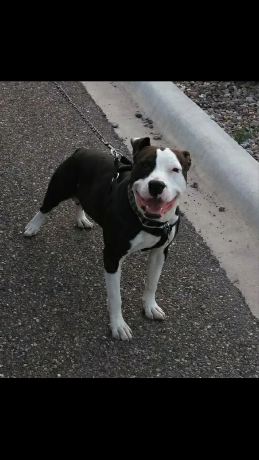 Lost dog in San Antonio, TX, 78201