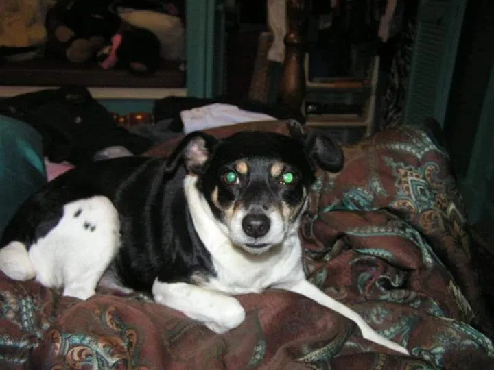 Lost dog in Jasper, GA, 30143