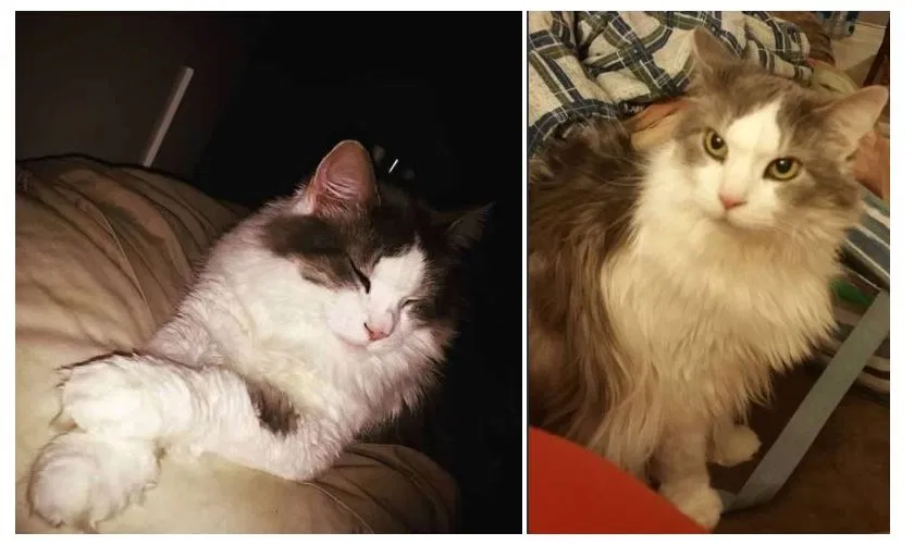 Lost cat in Dayton, OH, 45440