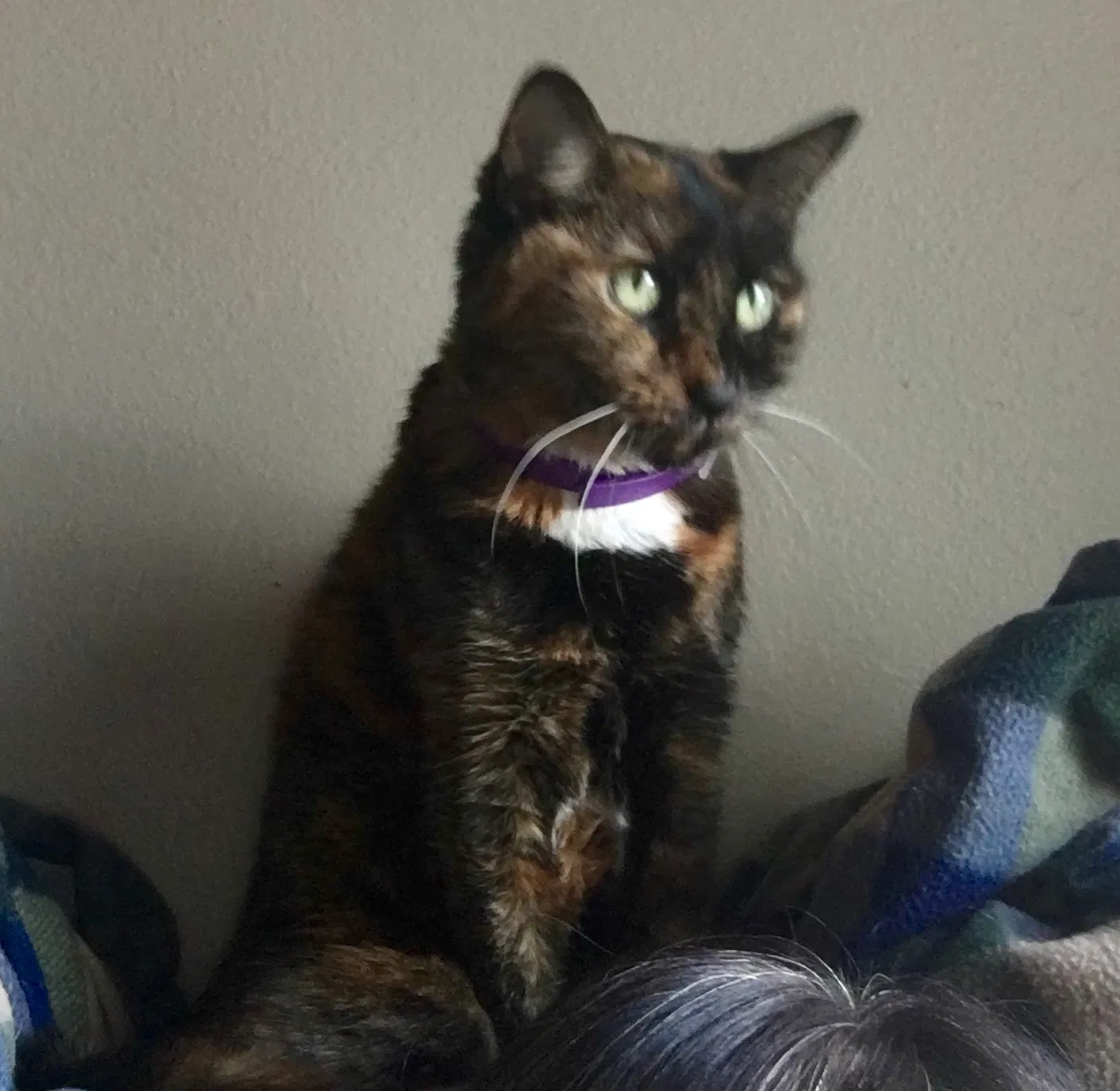 Lost cat in Madison, AL, 35758