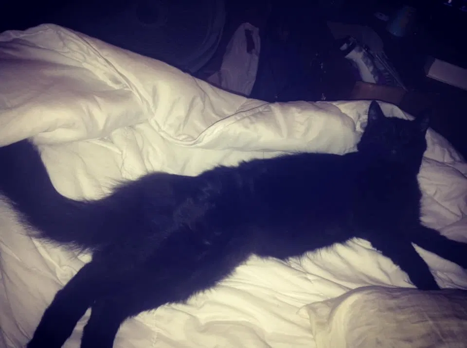 Lost cat in San Jacinto, CA, 92583