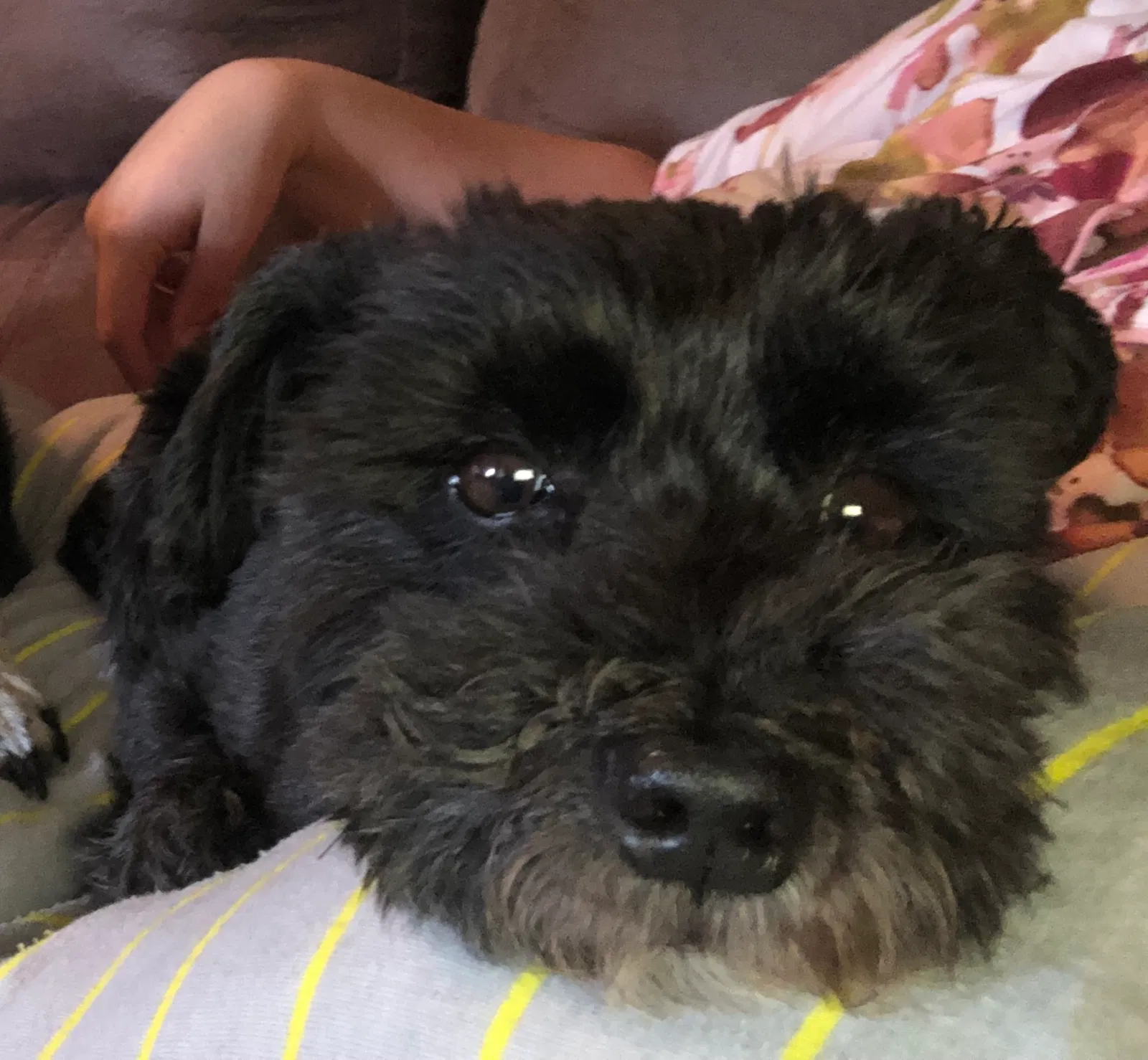 Lost dog in Edmond, OK, 73013