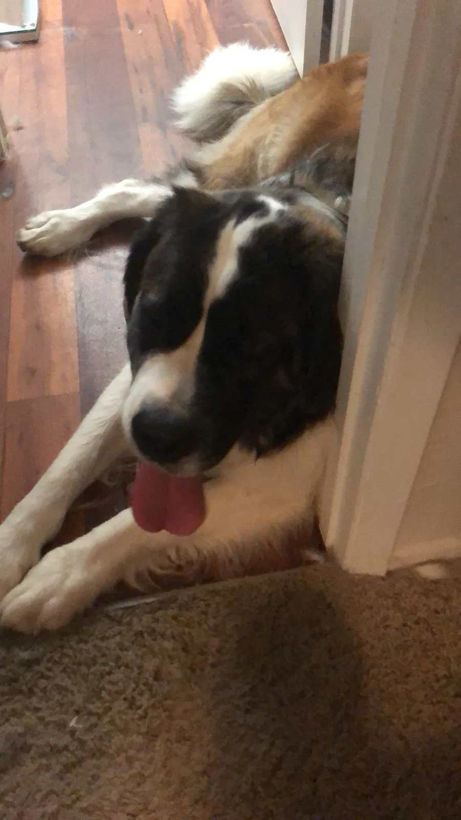Lost dog in San Diego, CA, 92109