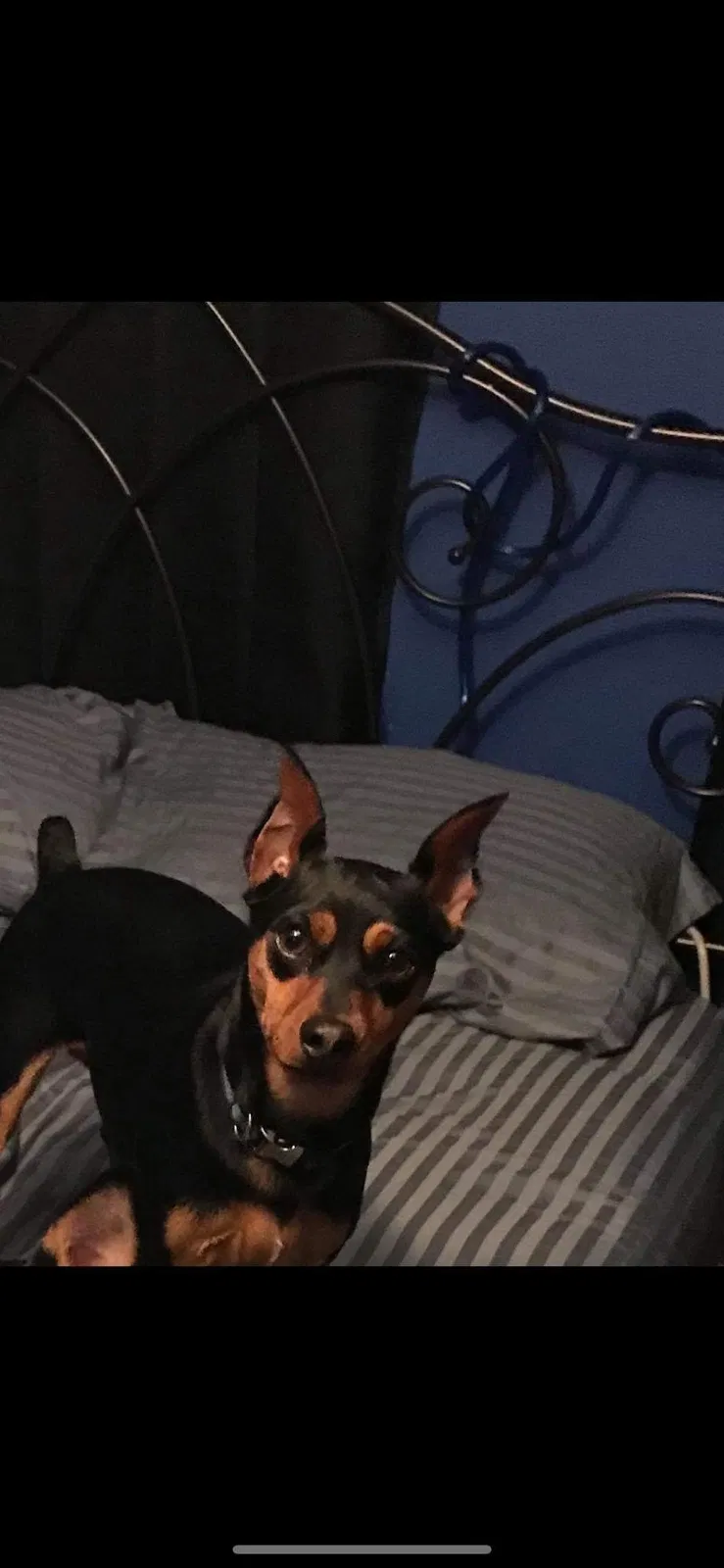 Lost dog in Independence, MO, 64050