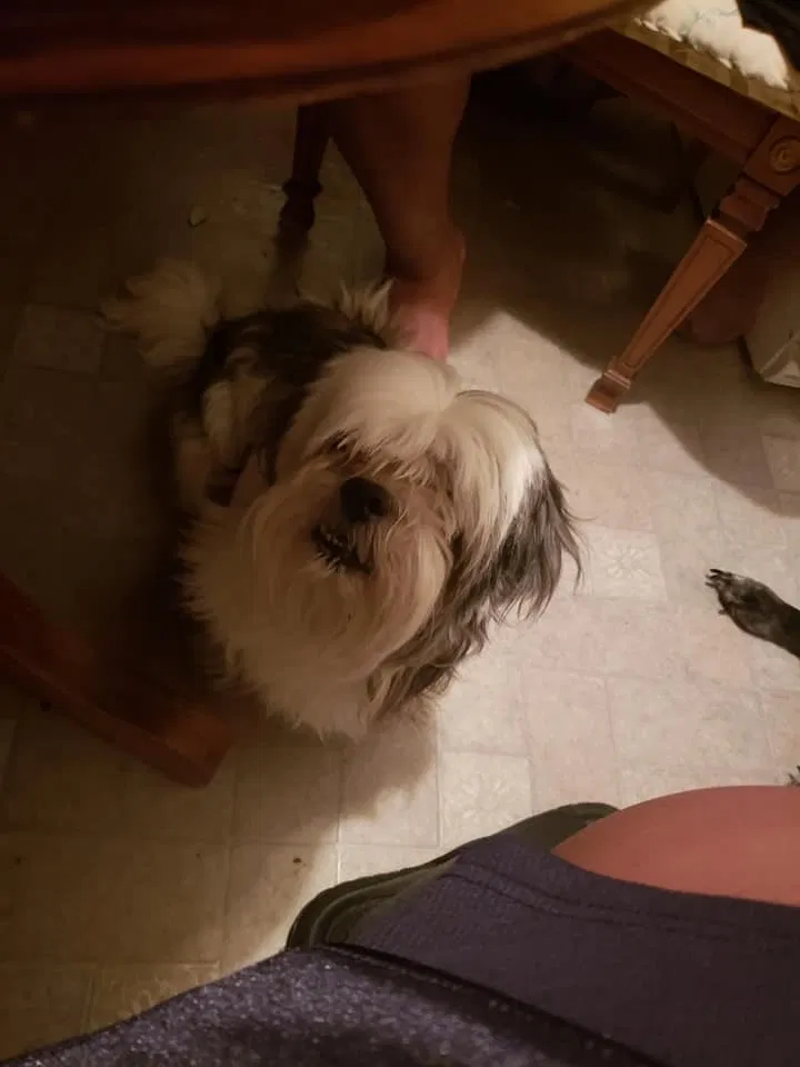 Lost dog in Atlanta, GA, 30360