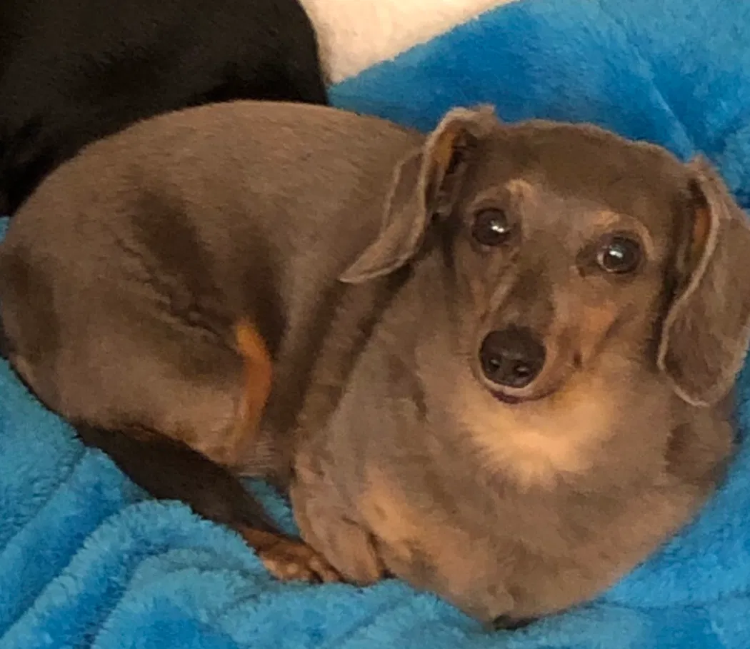 Lost dog in Baton Rouge, LA, 70815