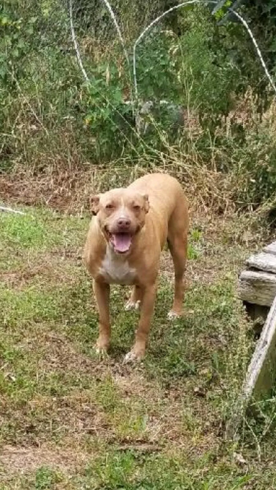 Lost dog in Birmingham, AL, 35217