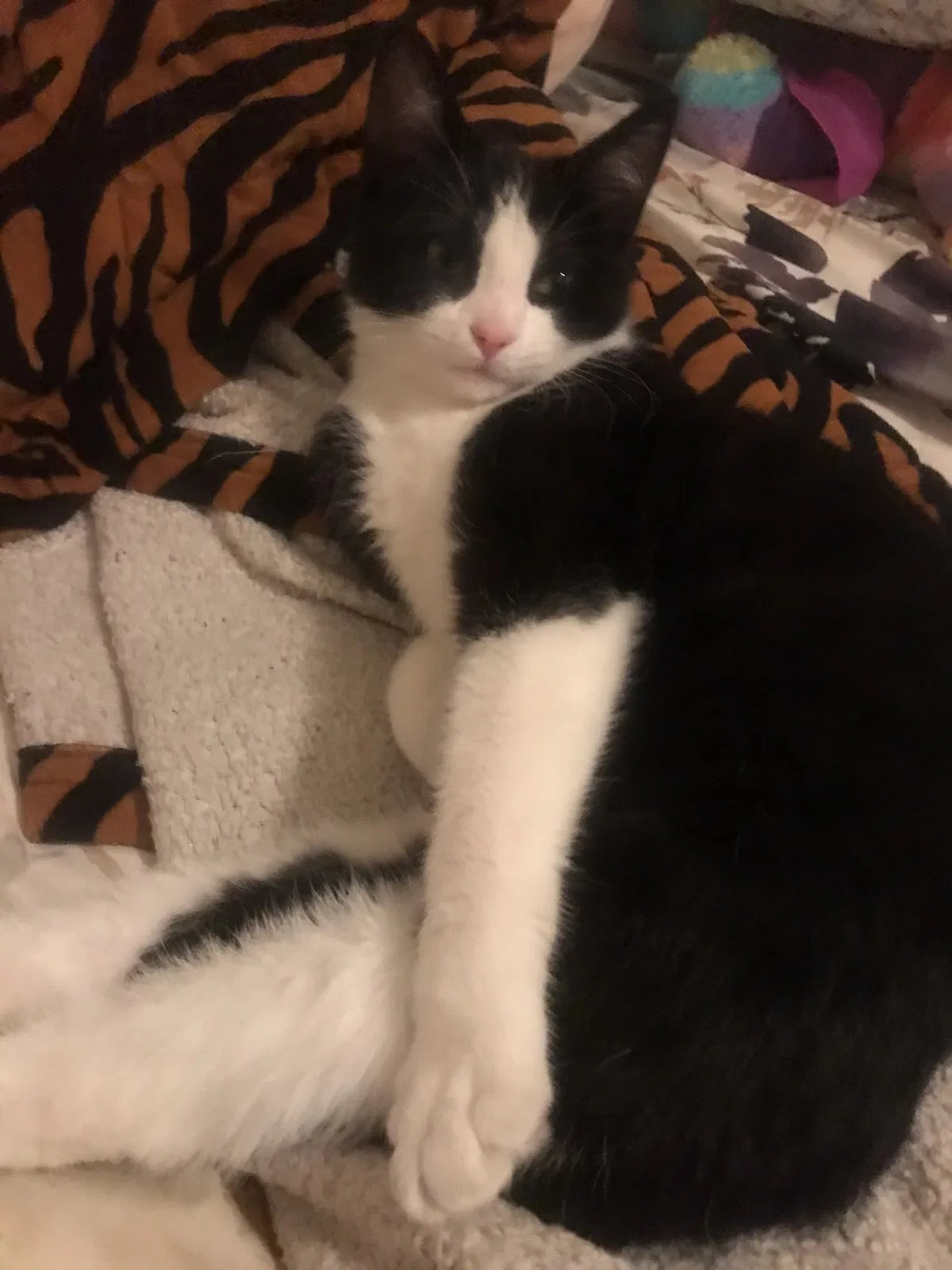 Lost cat in Long Beach, CA, 90806