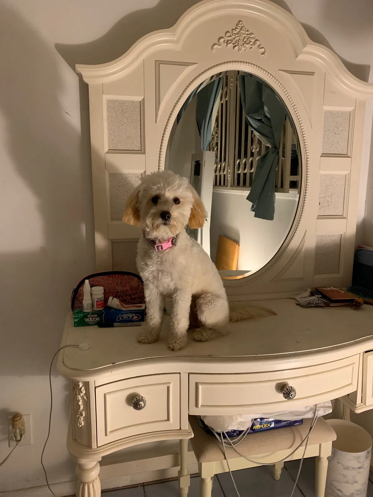 Lost dog in Santa Ana, CA, 92703